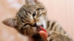 Miért nyalogatja a kezét?