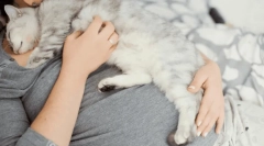 Miért esik a macska az emberre?