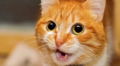 Miért találkozik a macska és felemeli a seggét?