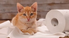 Miért mesél a macska, amikor a wc-hez megy?