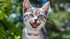 Miért a macska meowukiet?