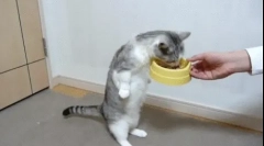 Miért eszik a macska sokat?