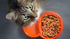 Miért nem eszik macska?