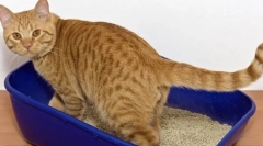 Miért nem megy a macska a tálcába?