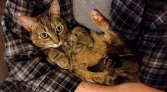 Miért nem tetszik a macska, amikor a kezét tartják?