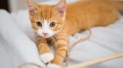 Miért nem növekszik a macska?