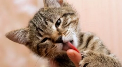 Miért nyalja a macska a tulajdonos?