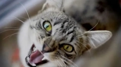 Miért kiabál éjjel?