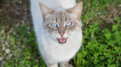 Miért macska kiabál?