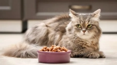 Miért megtagadja a macska az ételt?