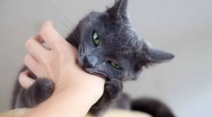 Miért a macska folyamatosan harap, és hogyan kell elválasztani