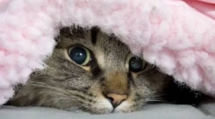 Miért rejtőzik a macska a takaró alatt?