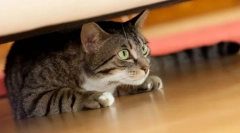 Miért rejti a macska sötét helyeken?