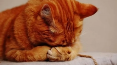 Miért egy macska buborék?