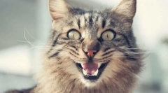 Miért macska rudak?