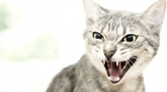 Miért találja meg a macska egy embert?