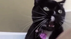 Miért találja meg a macskát a cica?