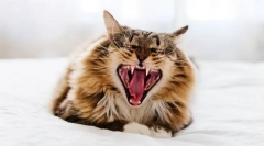 Miért a macska fogja a fogakat?