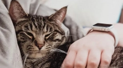 Miért alszik az ember?