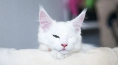 Miért alszik a macska nyitott szemmel?