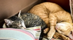 Miért alszik a macska a férfi fején
