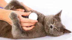 Miért lélegzik a macska keményen?