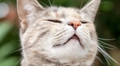 Miért olyan macskák, mint a chlork illata?