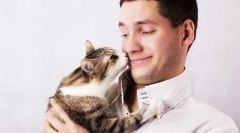 Miért olyan macskák, mint az izzadság szag?