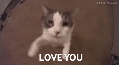 Miért egyedül macskák, mint az emberek, és mások - nem?