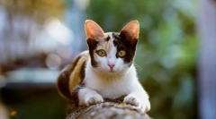 Miért fut a macskák a wc után?