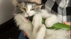 Miért félnek a macskák az uborkától?