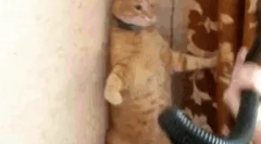 Miért félnek a macskák a porszívótól?