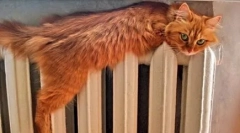 Miért félnek a macskák a víztől