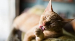 Miért gyakran mossák a macskákat?