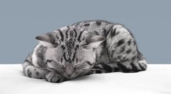 Miért érzi a macskák a tulajdonosok visszatérését