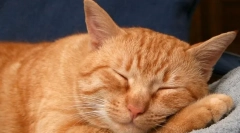 Miért szúrja meg a macskákat egy álomban?