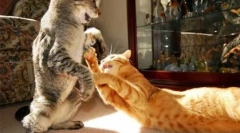 Miért harcolnak egymás között a macskák, hogyan kell összeegyeztetni őket