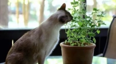 Miért eszik a macskák virágokat