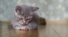 Miért üldözi a lézeres mutatót?