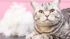 Miért a macskák szegélye?