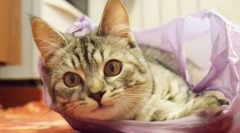 Miért nyalja a csomagokat?