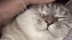 Miért szeretik a macskákat, amikor simogatják?