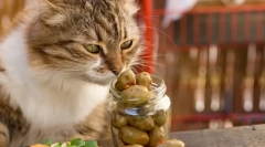 Miért szeretik az olajbogyókat?