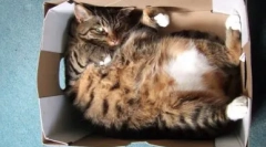 Miért szerelmes csomagok és dobozok