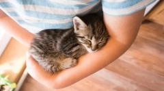 Miért macskák morchat?