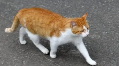 Miért találja meg a macskákat hazafelé
