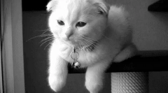 Miért nem villognak a macskák?