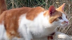 Miért nem törik meg a macskákat?