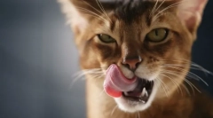 Miért nyalogatnak a macskák?