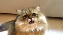 Miért nyitják meg a macskák a száját szippantáskor